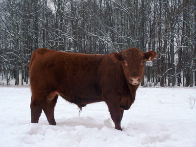 Osborn Red Angus
