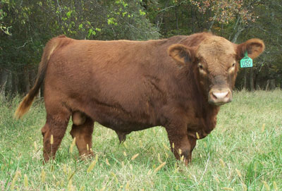 Osborn Red Angus