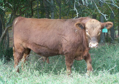 Osborn Red Angus