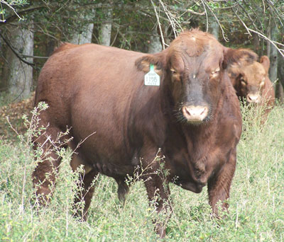 Osborn Red Angus
