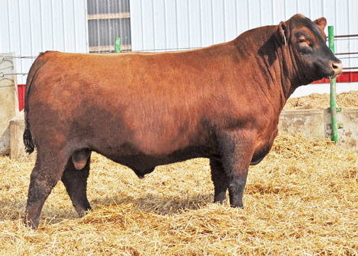 Red Angus Cattle in Athens, AL