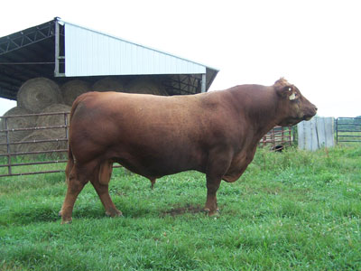 Red Angus Cattle in Athens, AL