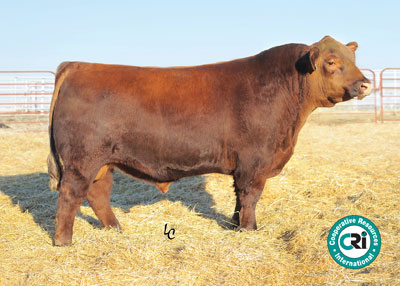 Red Angus Cattle in Athens, AL