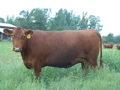 Osborn Red Angus - Toney, AL