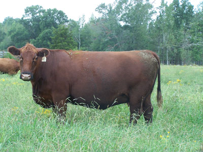 Osborn Red Angus - Toney, AL