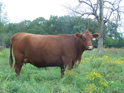 Osborn Red Angus - Toney, AL